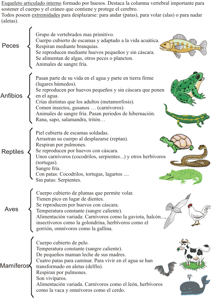 Resultado de imagen de esquema de clasificación de animales invertebrados clarión