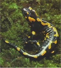 Salamandra