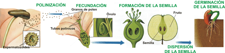 Fases De Reproduccion De Las Plantas Con Semillas