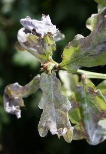 Oidium en hoja de roble